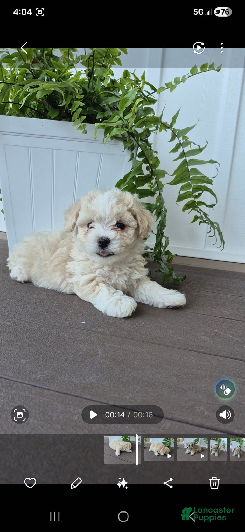 Havanese dogs Hank - Ad 6