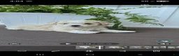Havanese dogs for sale: Hank - Ad 1