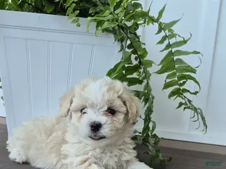 Havanese dogs Hank - Ad 6