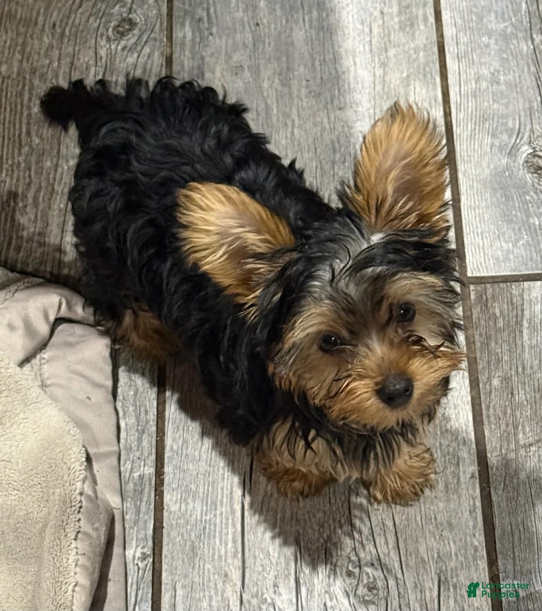 Yorkshire Terrier dogs for sale: Beto - Ad 1