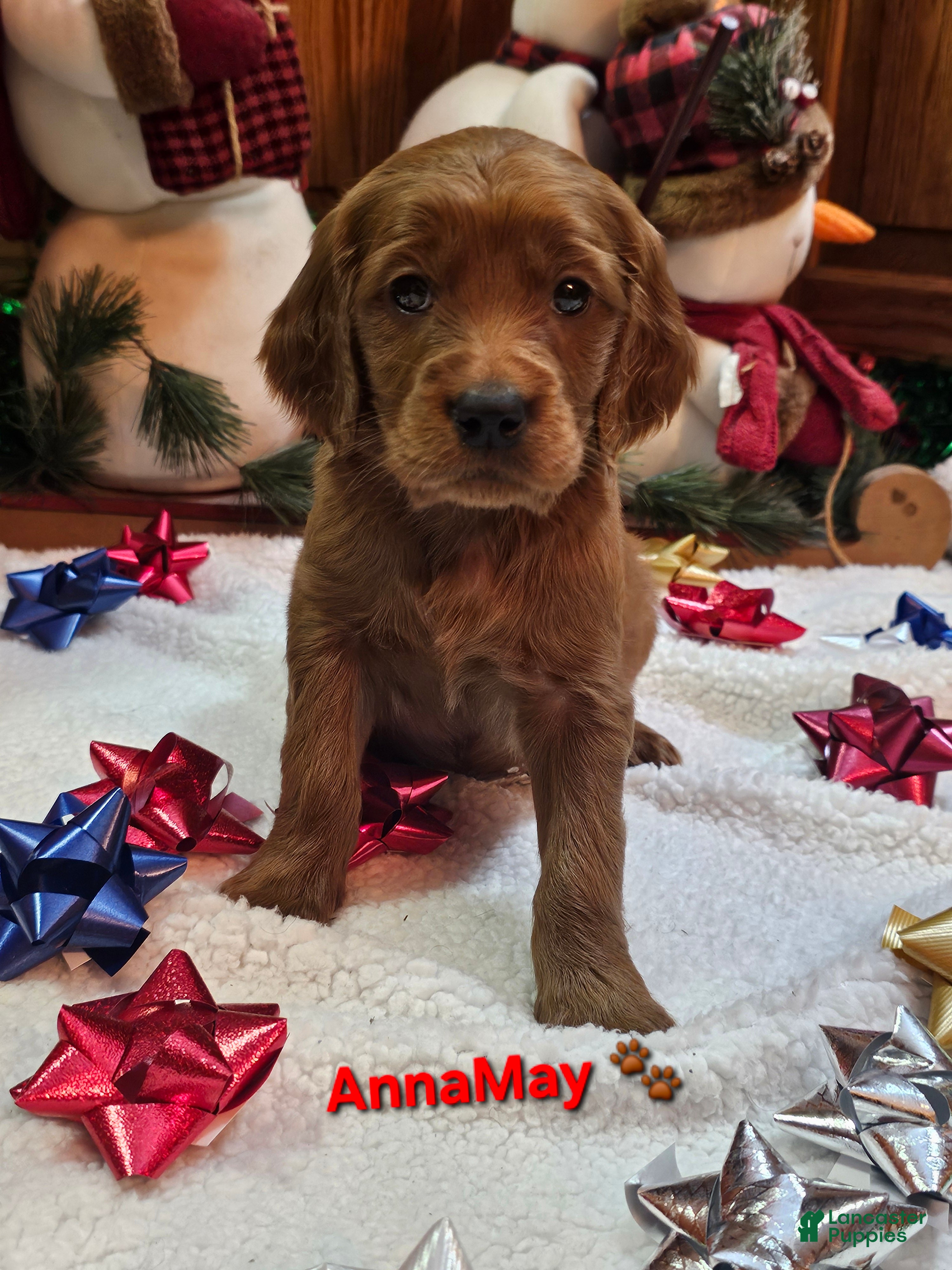 Goldendoodle dogs AnnaMay - Ad 11