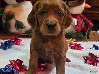 Goldendoodle dogs AnnaMay - Ad 16