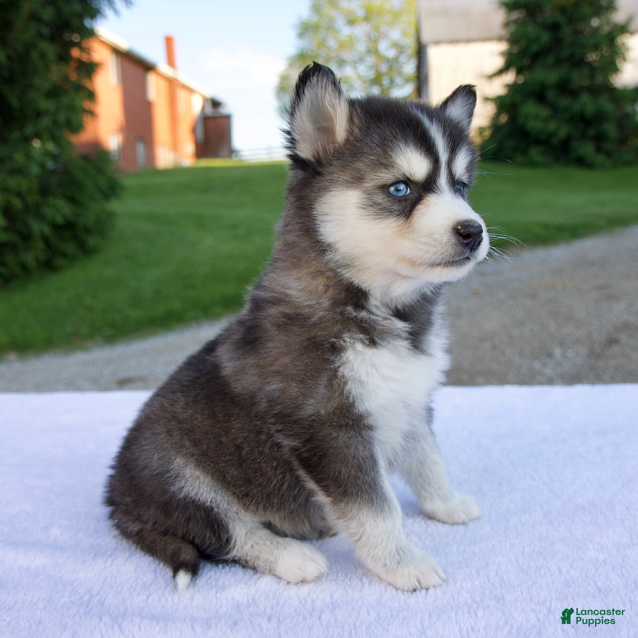 Pomsky dogs Maggie - Ad 2