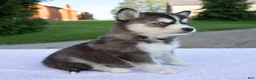 Pomsky dogs for sale: Maggie - Ad 2