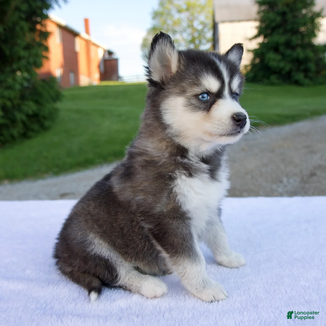 Pomsky dogs for sale: Maggie - Ad 2