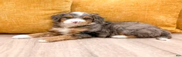 Mini Bernedoodle dogs for sale: Molly - Ad 4