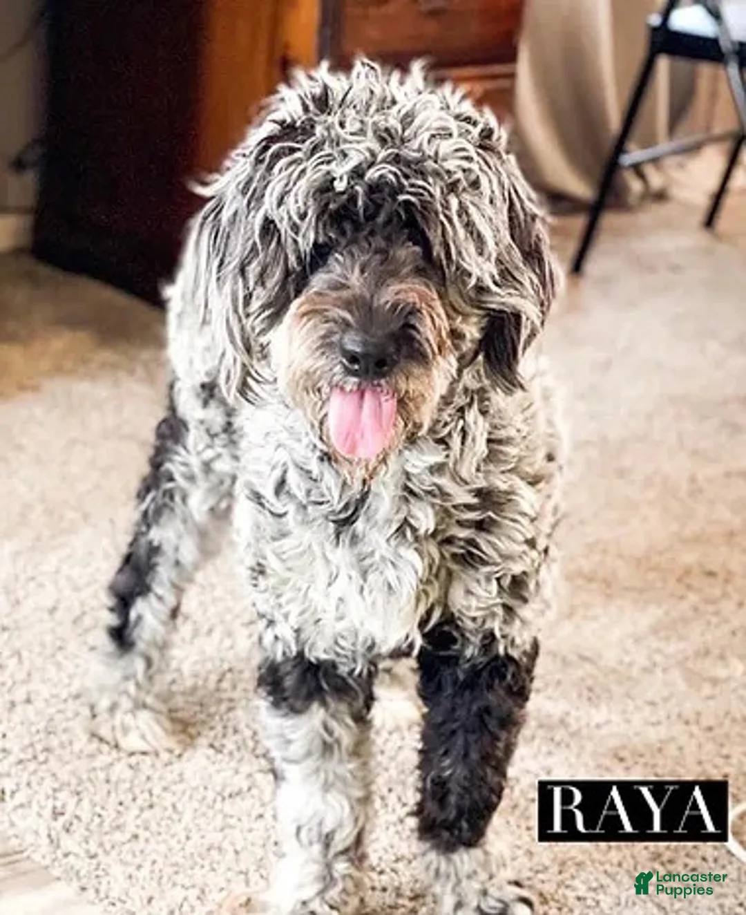 Goldendoodle dogs for sale: Ruth - Ad 2