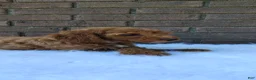 Irish Doodle dogs for sale: Gunner - Ad 4