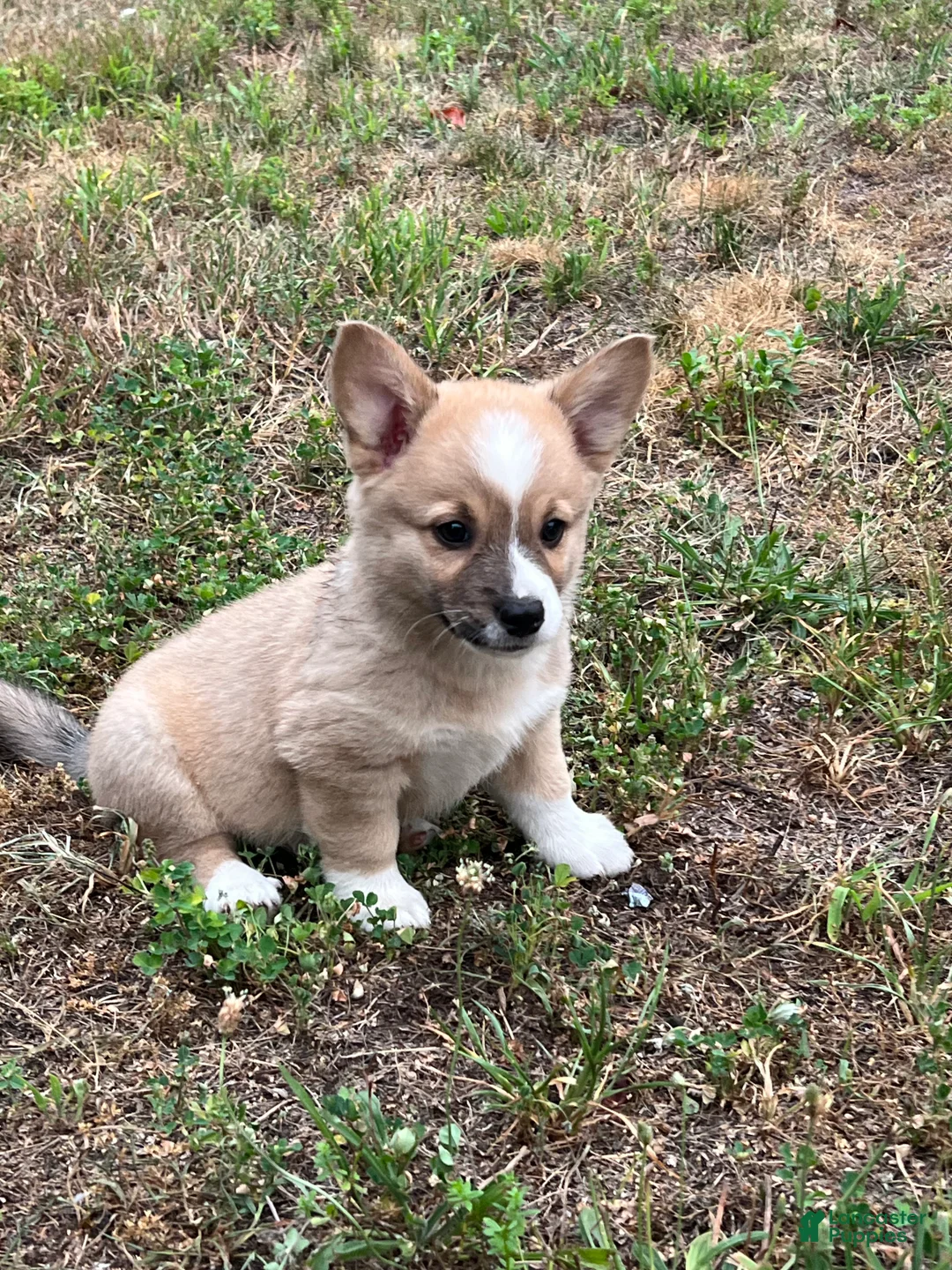 Mixed Breed dogs for sale: Spud - Ad 1
