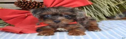 Yorkiepoo dogs for sale: Prince  - Ad 4