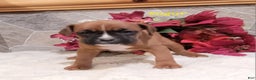 Boxer dogs for sale: Sugar - Ad 2