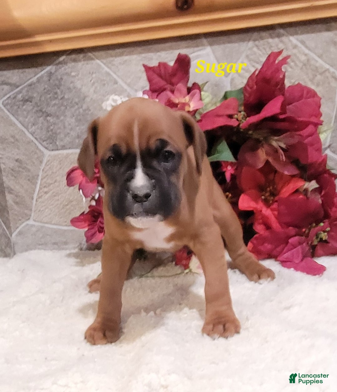 Boxer dogs for sale: Sugar - Ad 2