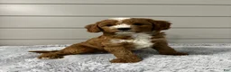 Cavapoo dogs for sale: Maverick  - Ad 6