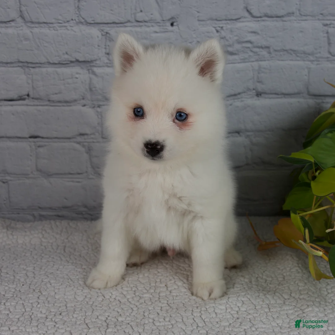 Pomsky dogs for sale: Nicky - Ad 2