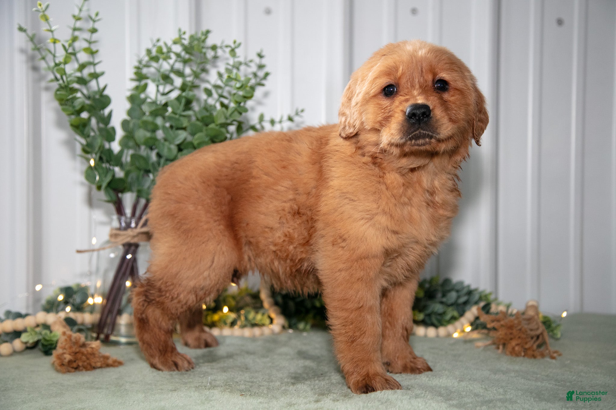 Golden Retriever dogs for sale: Heidi - Ad 2