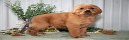 Golden Retriever dogs for sale: Heidi - Ad 1