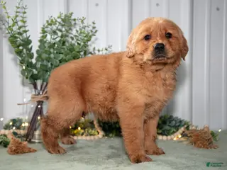 Golden Retriever dogs for sale: Heidi - Ad 2