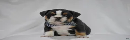 Beabull dogs for sale: Banjo - Ad 6