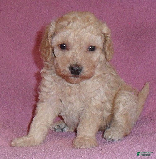 Miniature Poodle dogs Daisy - Ad 1