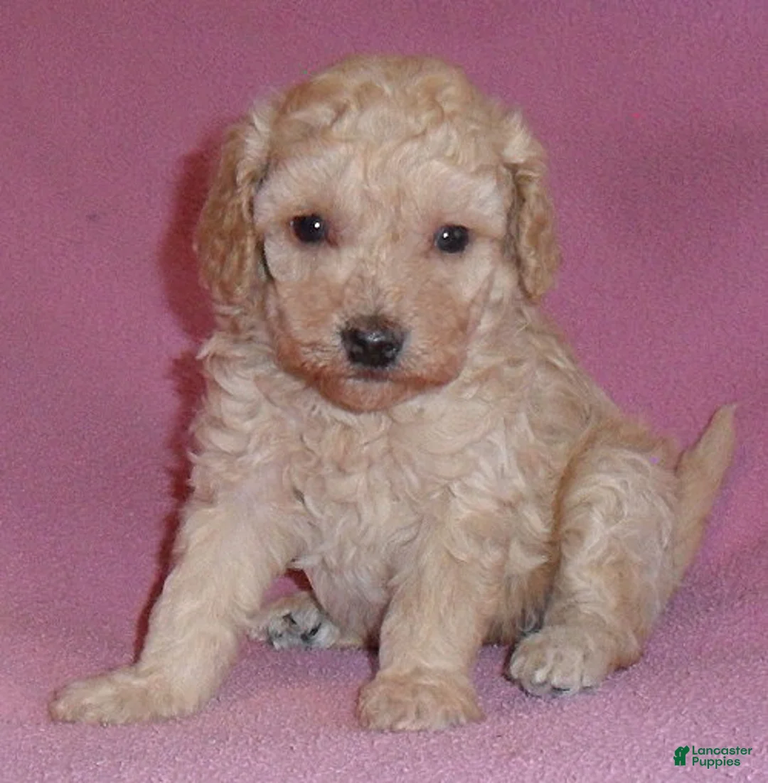 Miniature Poodle dogs for sale: Daisy - Ad 1