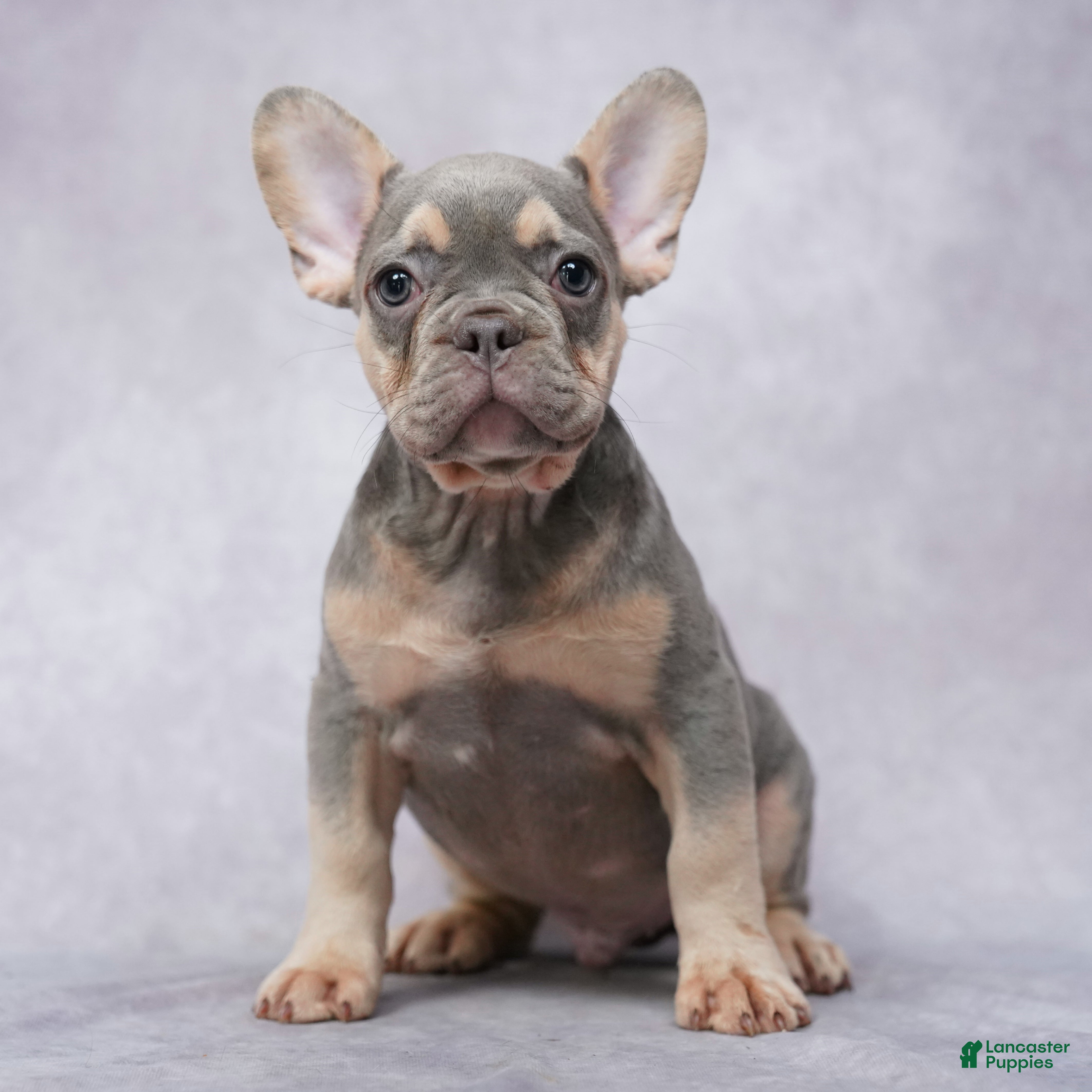 French Bulldog dogs Milo - Ad 2
