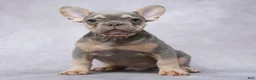 French Bulldog dogs for sale: Milo - Ad 2