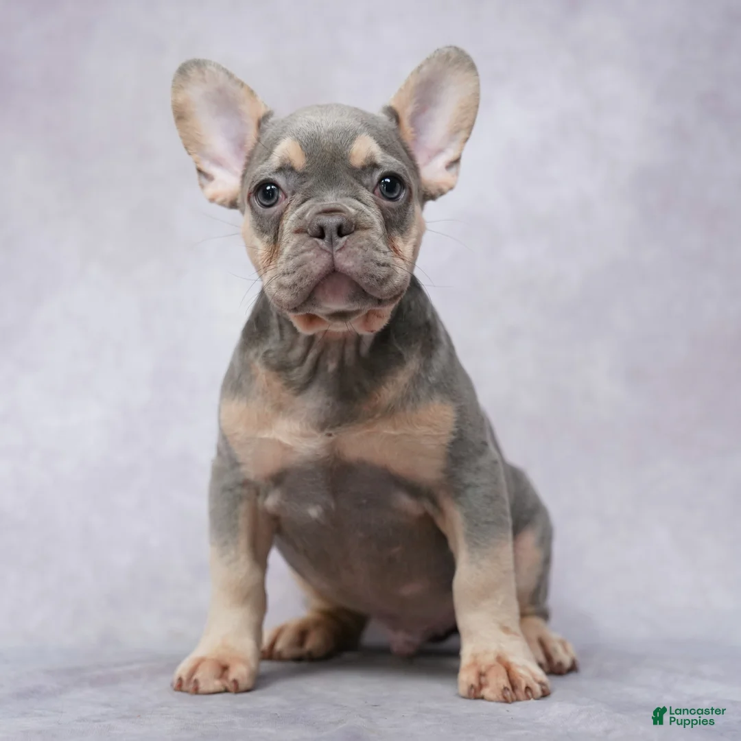 French Bulldog dogs for sale: Milo - Ad 2
