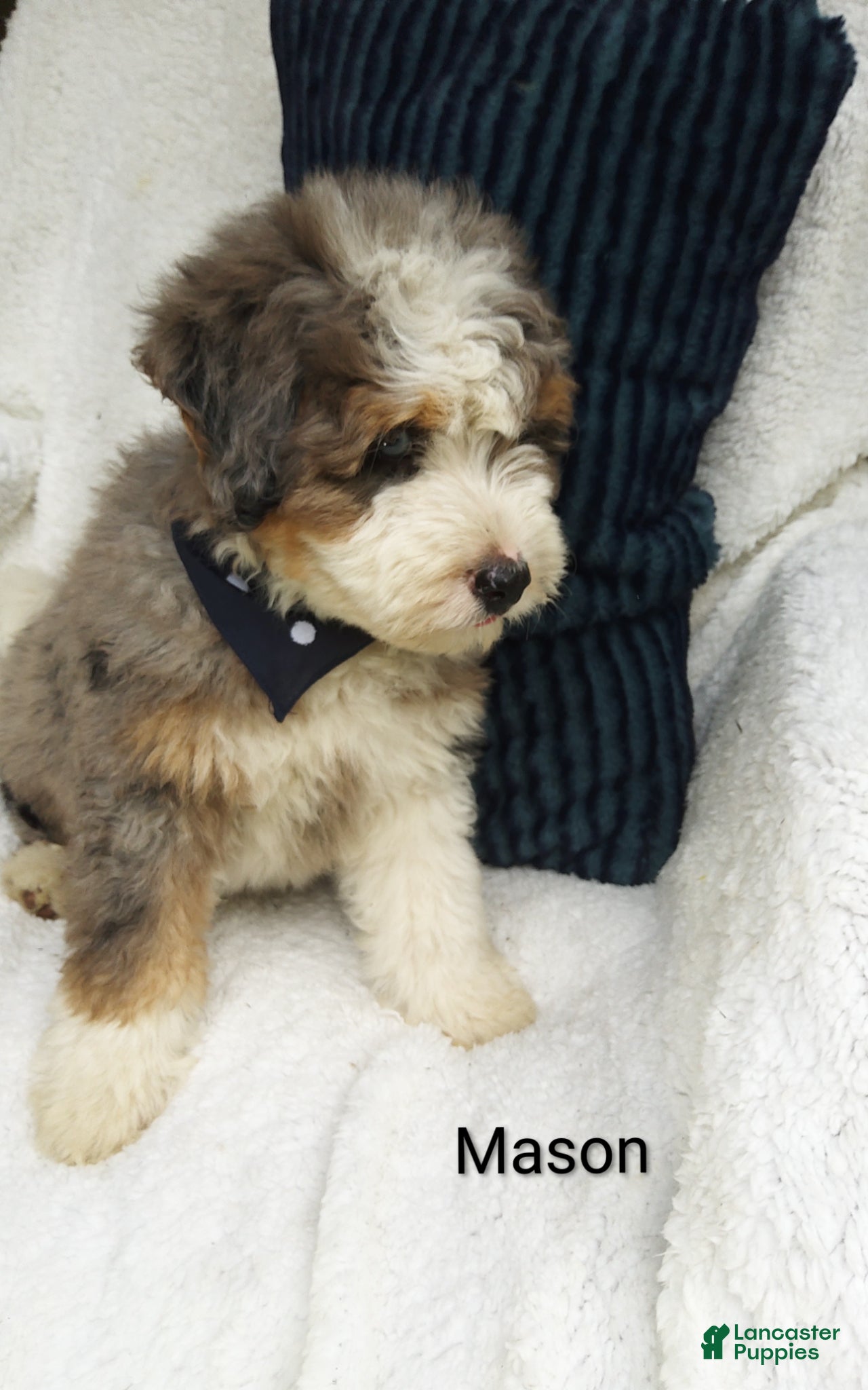 Bernedoodle dogs Mason  - Ad 2