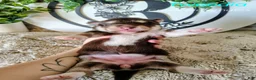 Alaskan Malamute dogs for sale: Tweedia - Ad 3