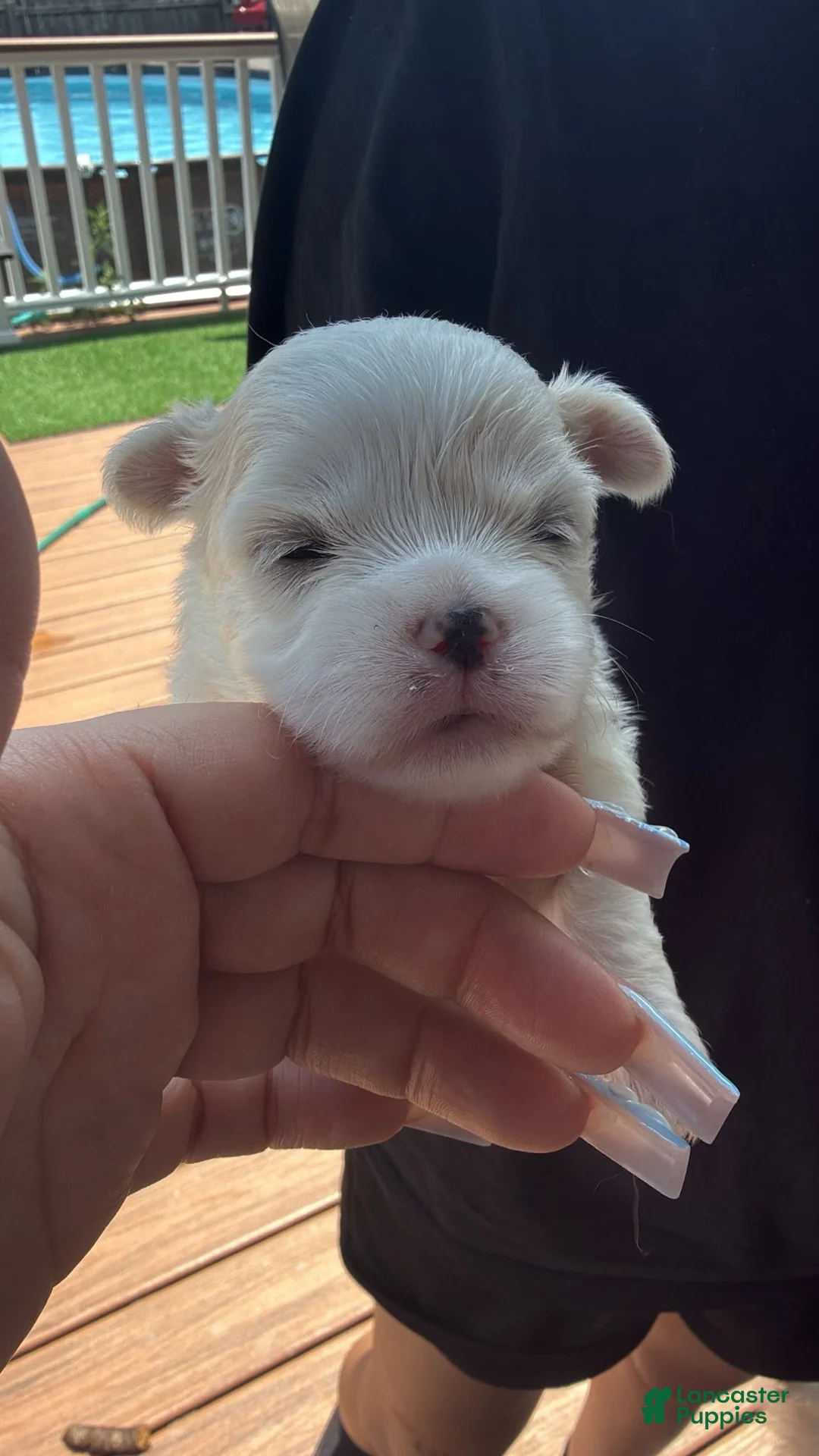 Maltese dogs for sale: Lily - Ad 1