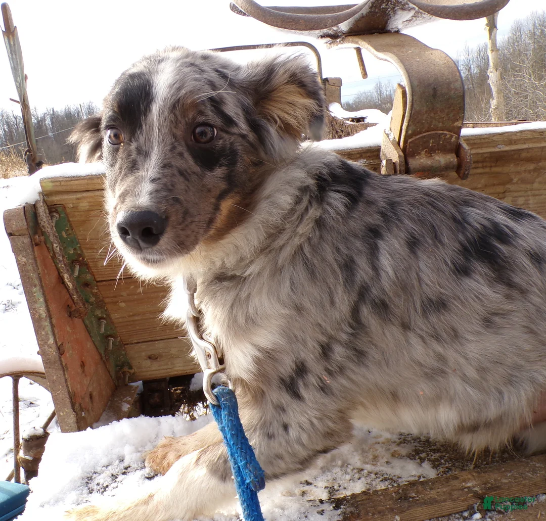 Mixed Breed dogs for sale: Mixed Breed Puppy 3 Gifford - Ad 2