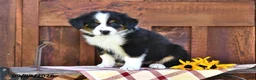 Mixed Breed dogs for sale: Roxie - Ad 3
