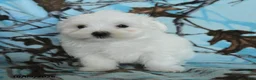 Maltese dogs for sale: Pickles - Ad 2