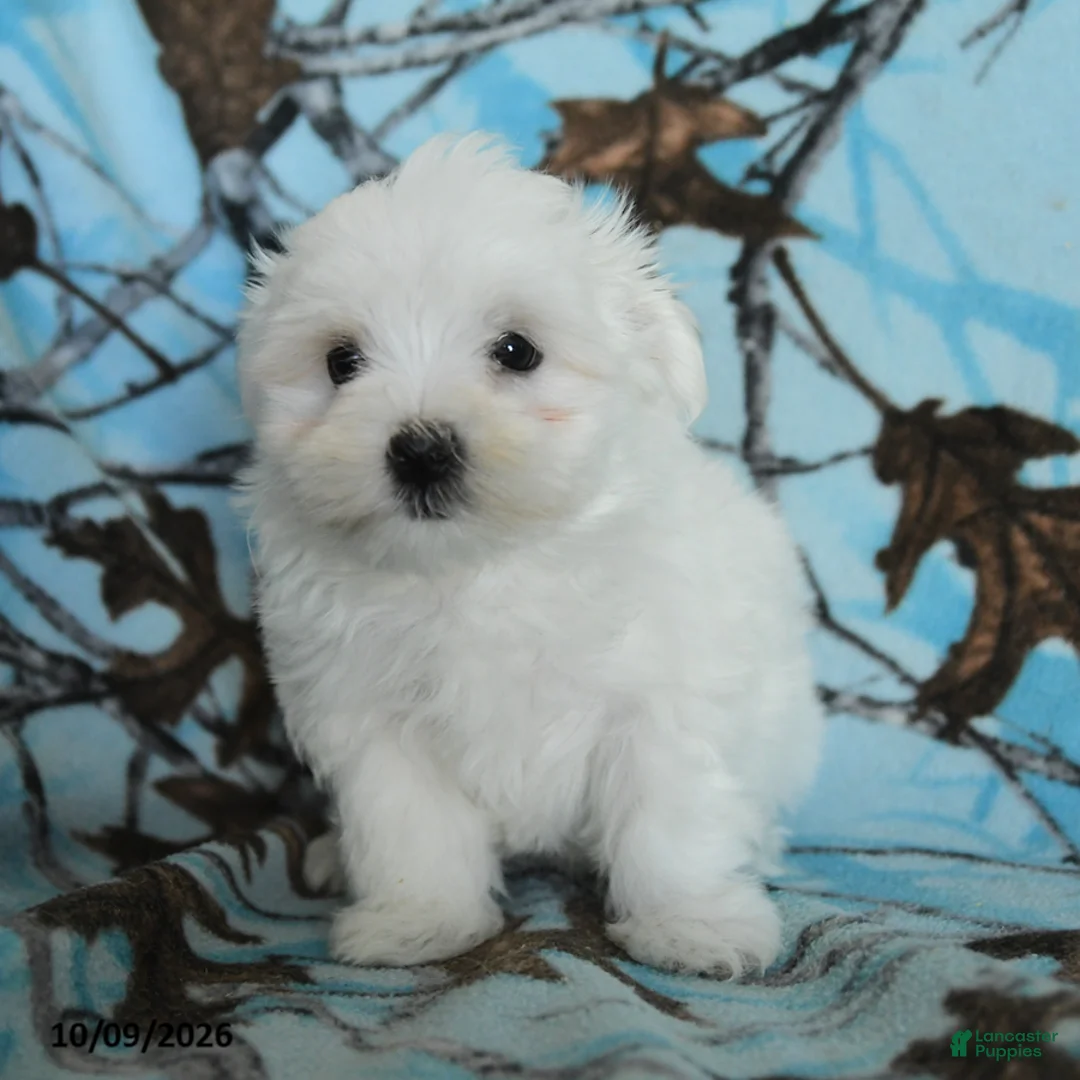 Maltese dogs for sale: Pickles - Ad 2