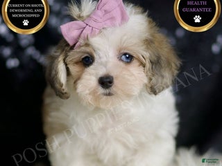 Maltipoo dogs - Ad 8