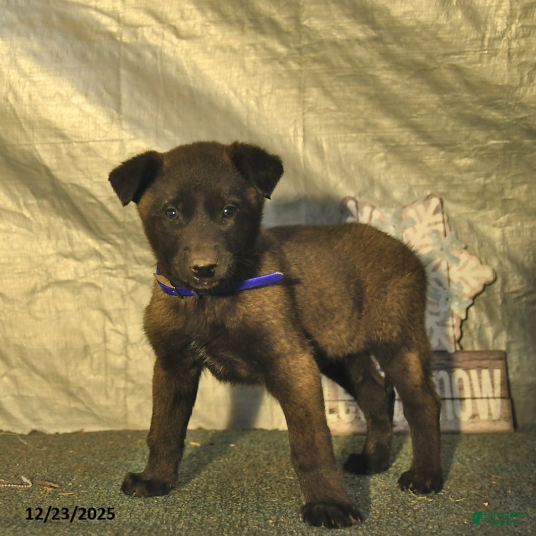 Belgian Malinois dogs for sale: Ceder - Ad 3