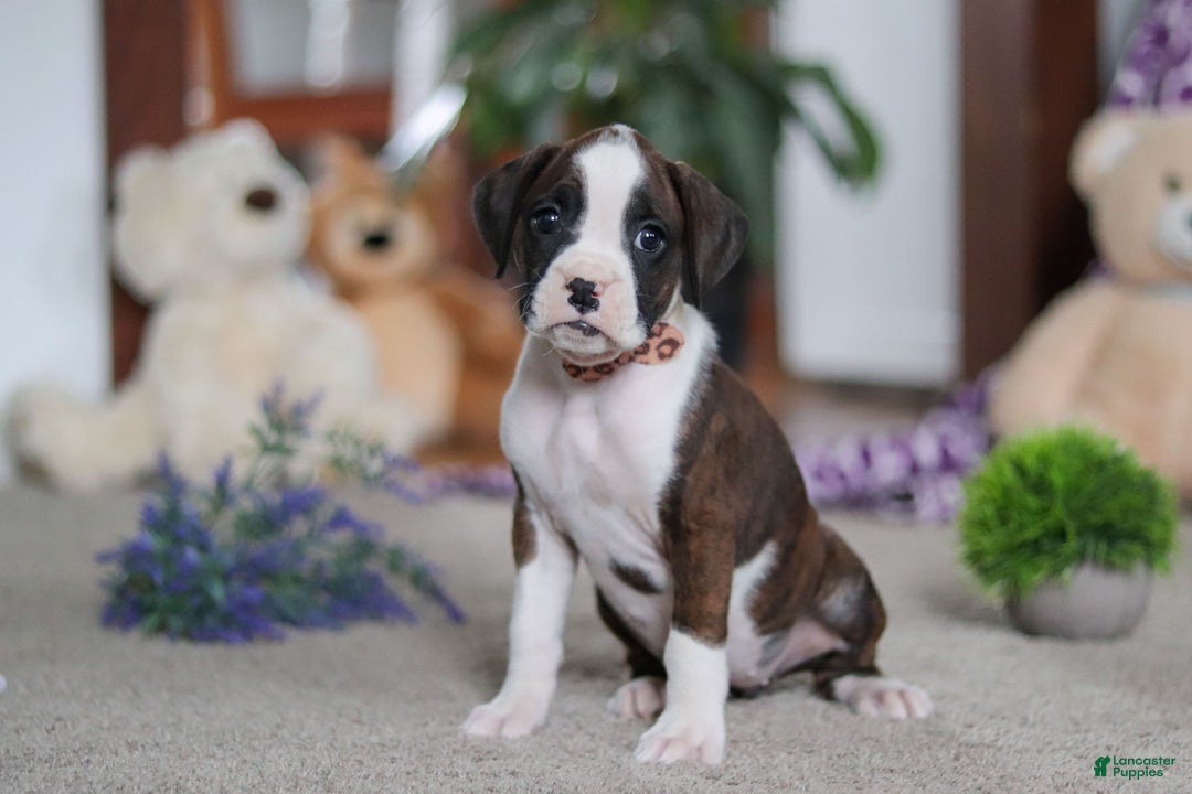 Boxer dogs for sale: Blair - Ad 3