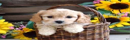 Cavachon dogs for sale: Tara - Ad 4