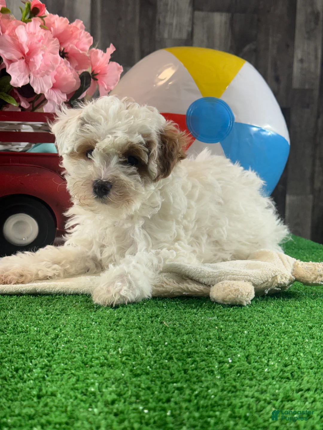 Toy Poodle dogs for sale: Naomi - Ad 4