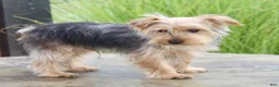 Yorkshire Terrier dogs for sale: Dash - Ad 5