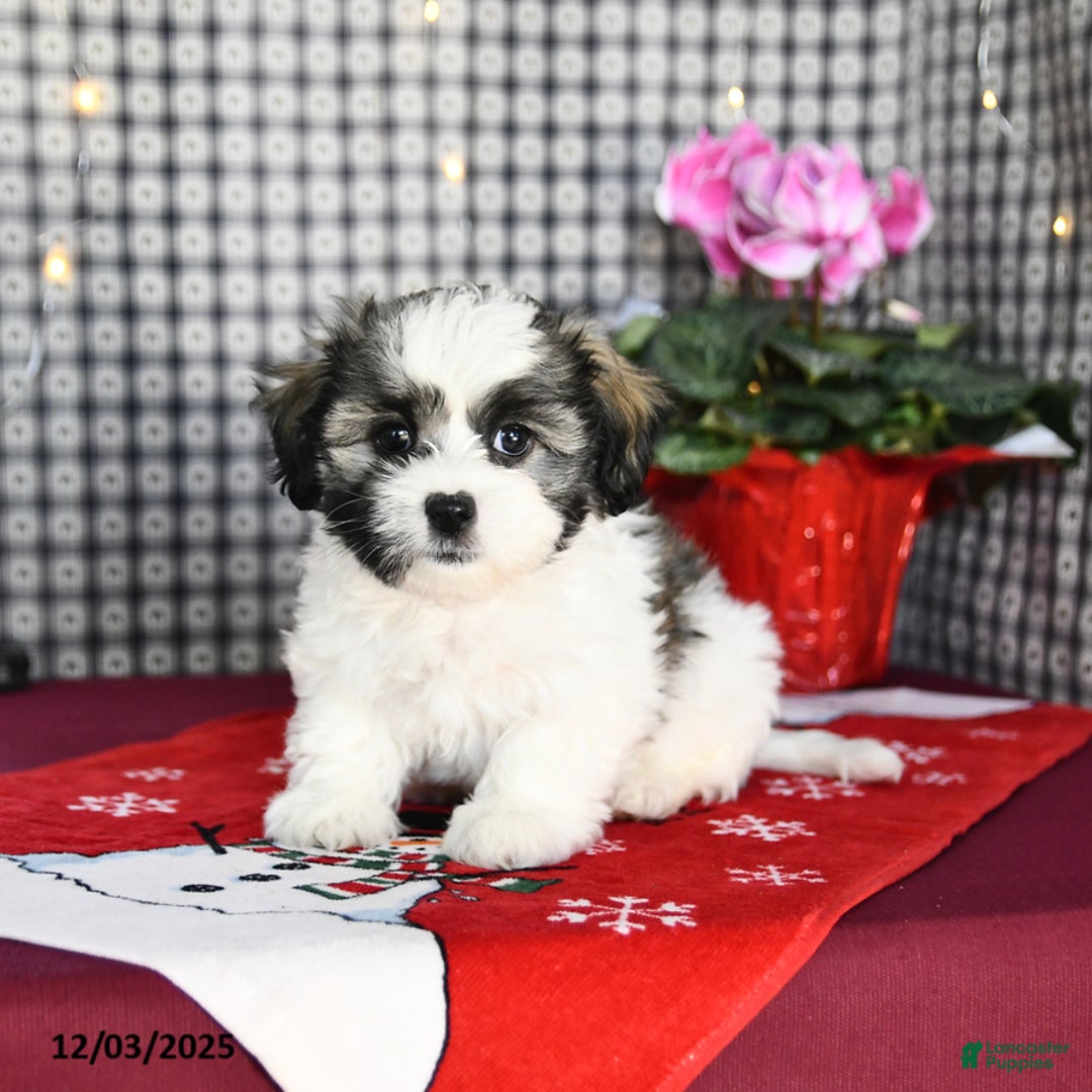Malshi dogs for sale: Flash - Ad 2