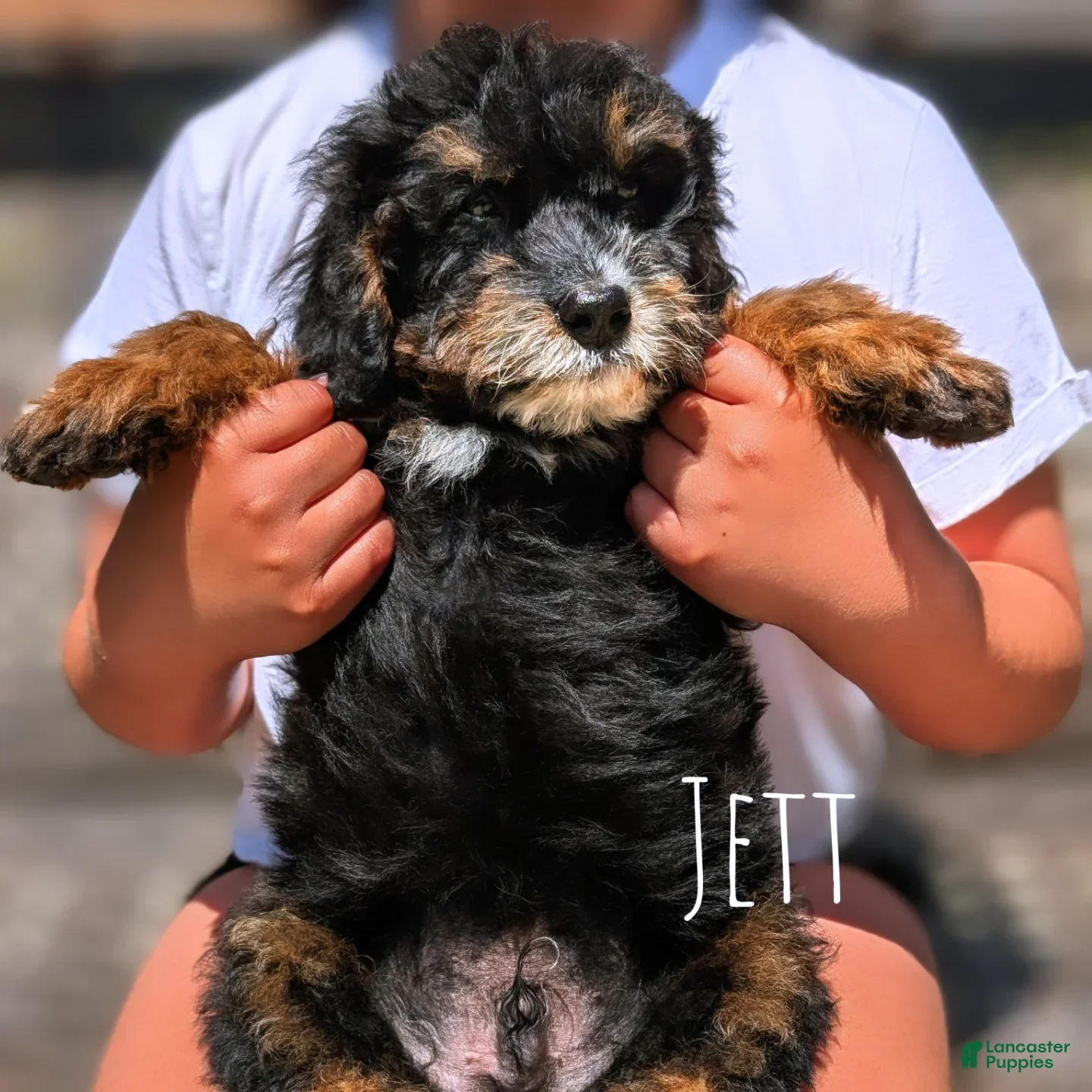 Mixed Breed dogs Jett - Ad 1