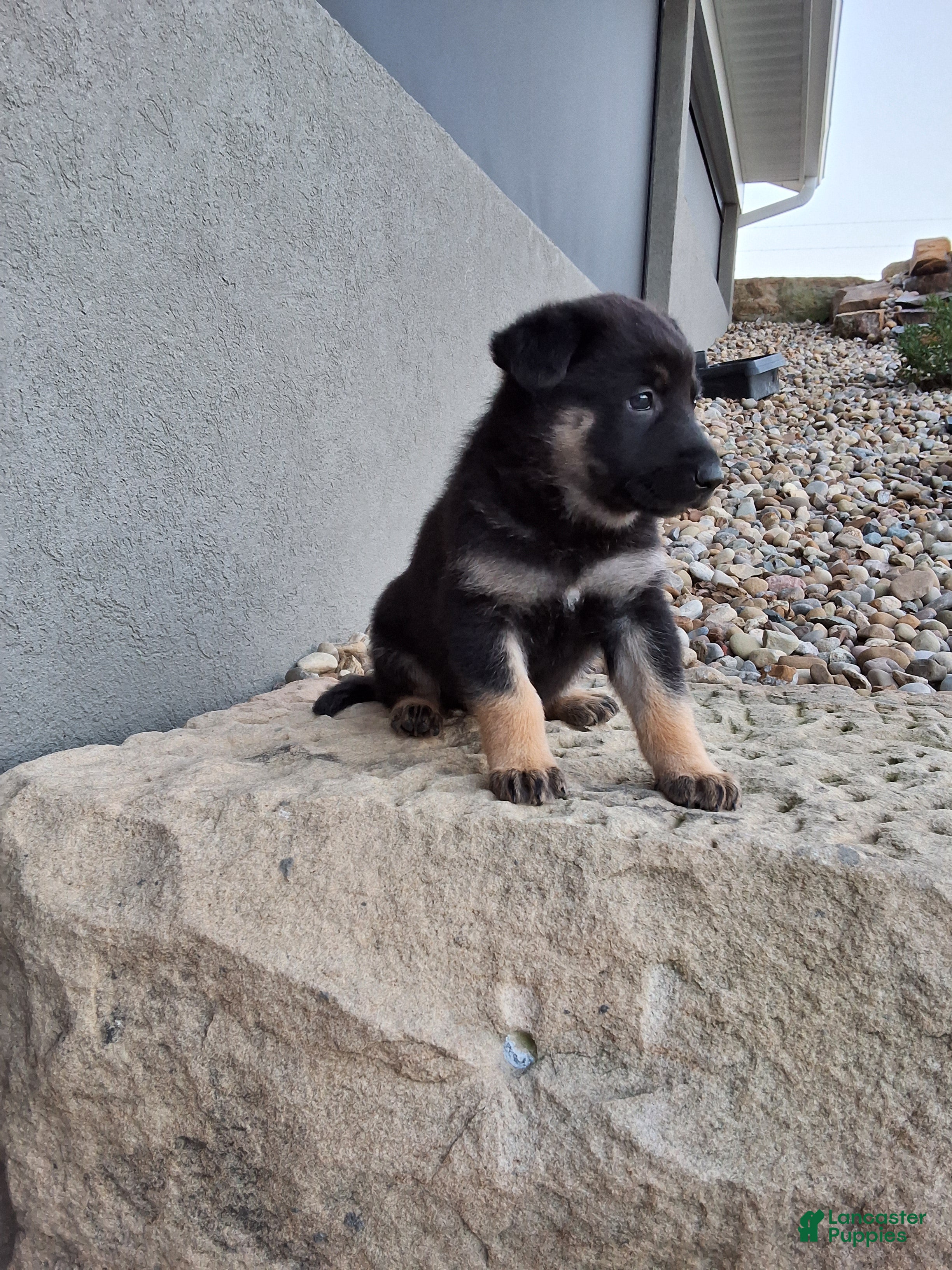 German Shepherd dogs Claudia  - Ad 2