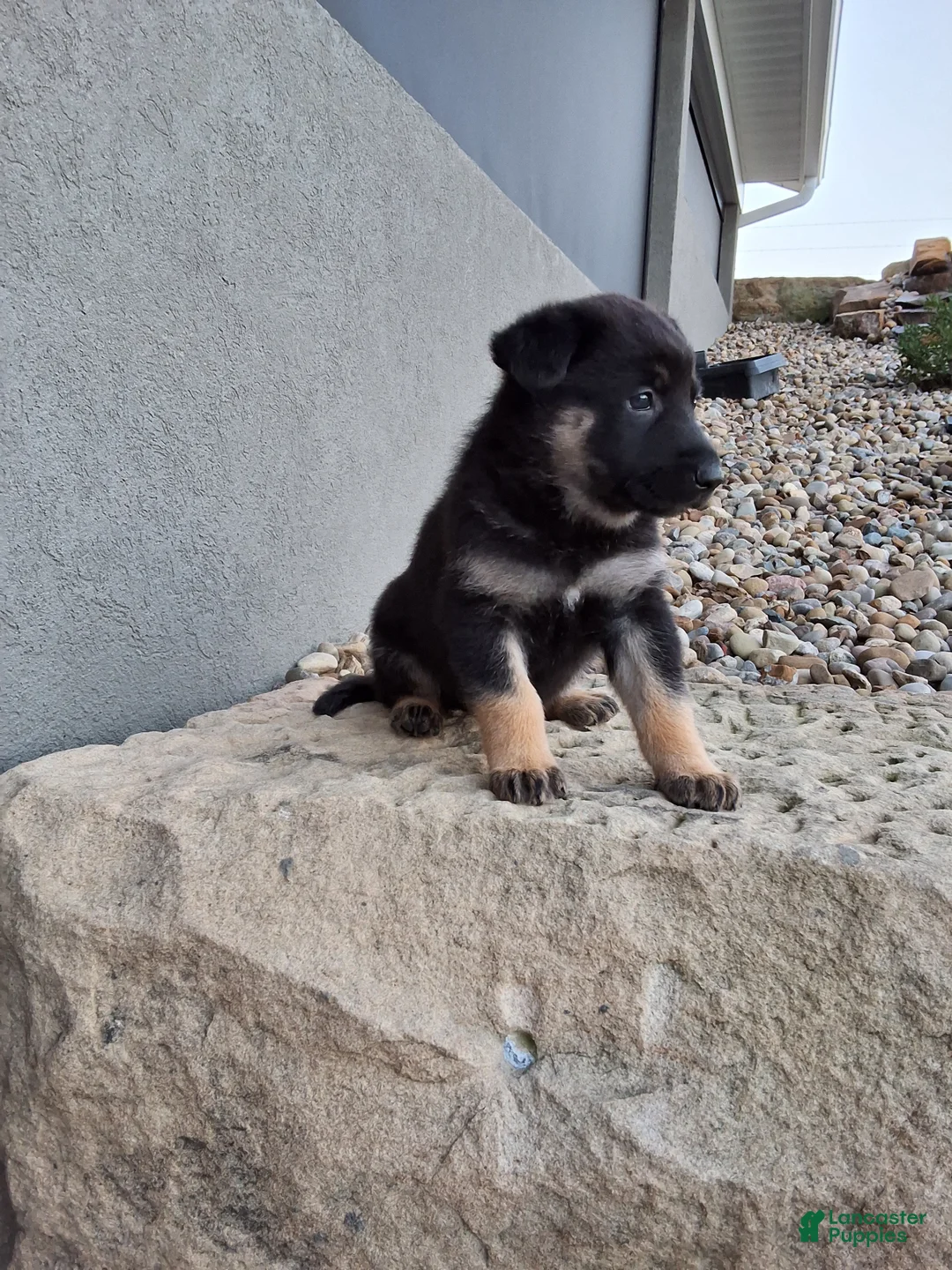 German Shepherd dogs for sale: Claudia  - Ad 2
