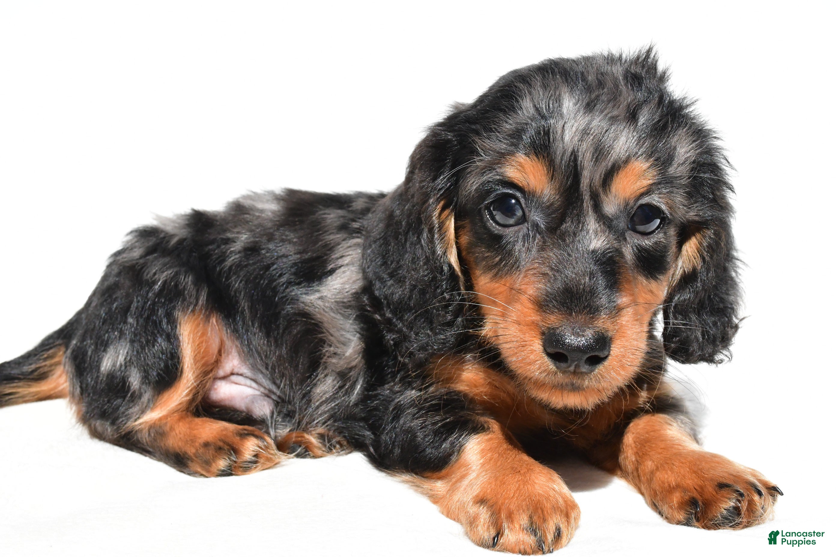 Dachshund dogs Theodore - Ad 1