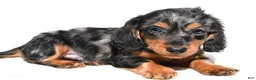 Dachshund dogs for sale: Theodore - Ad 1