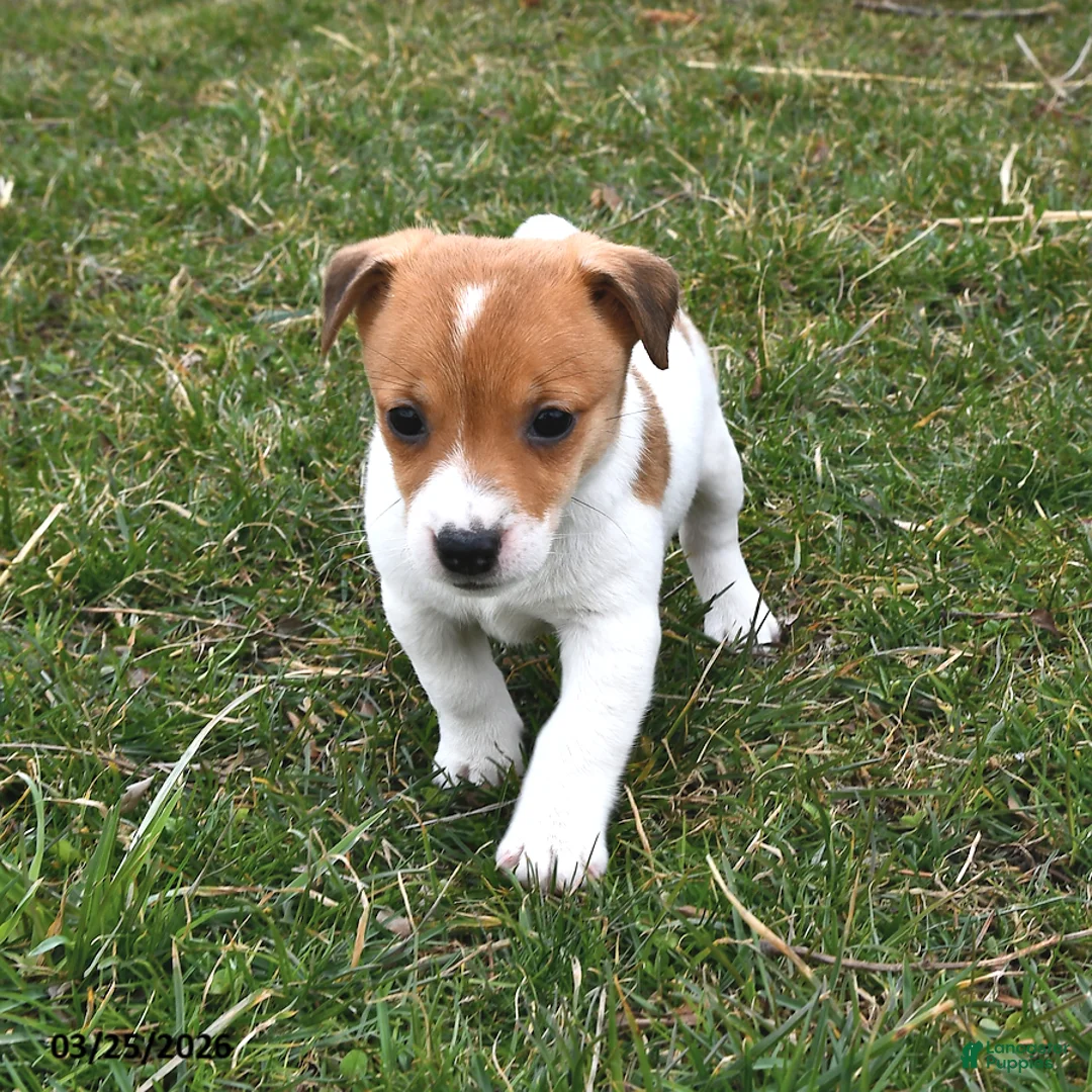 Jack Russell Terrier dogs for sale: Peanut Butter - Ad 2
