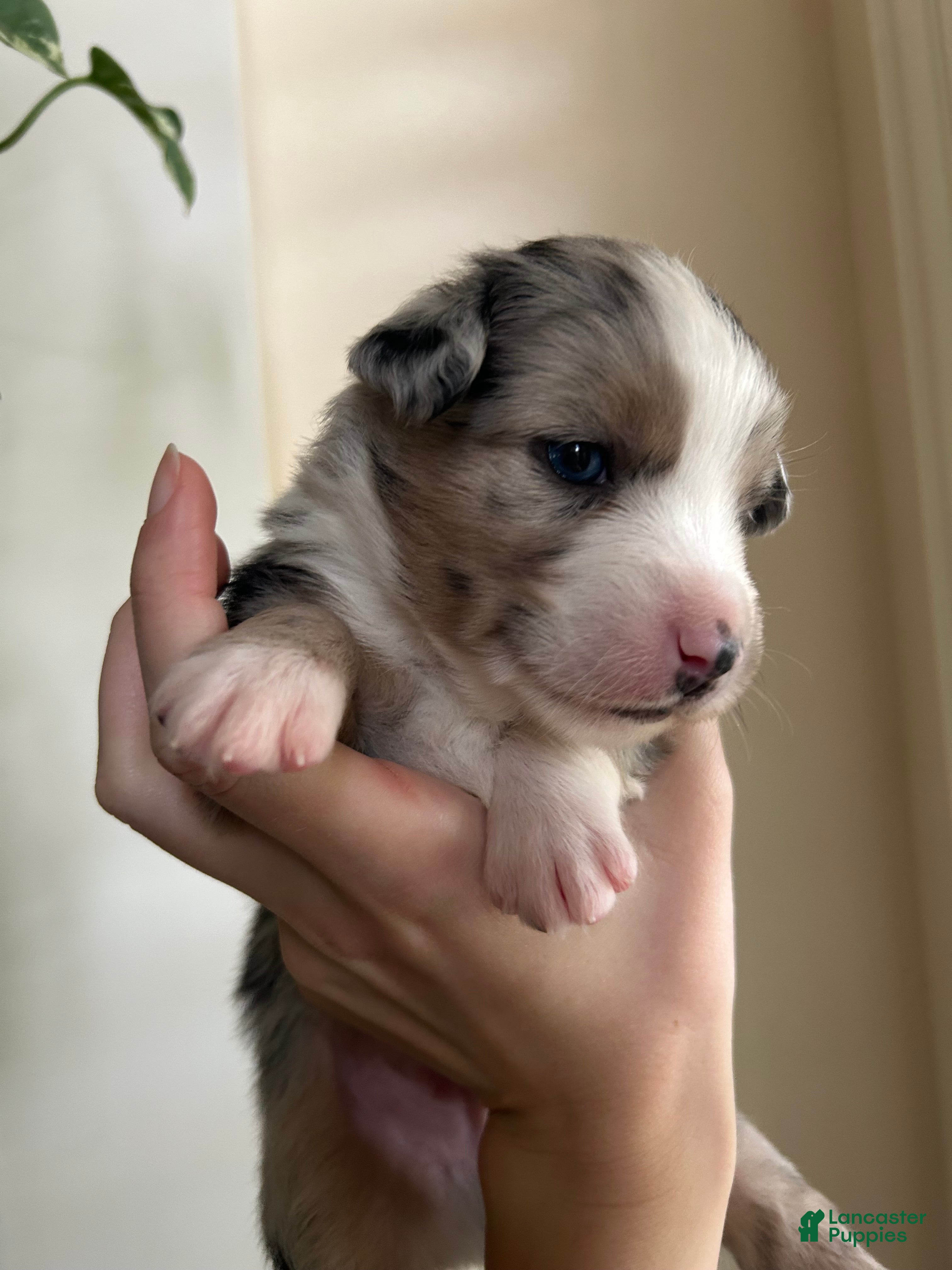 Miniature Australian Shepherd dogs for sale: Atlas - Ad 8