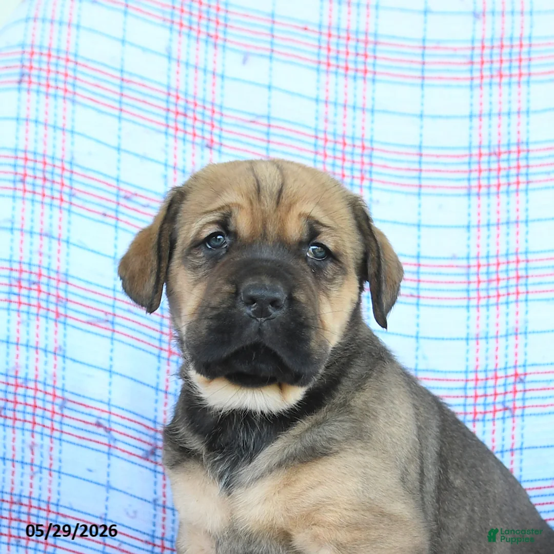 Cane Corso dogs for sale: Seth - Ad 5
