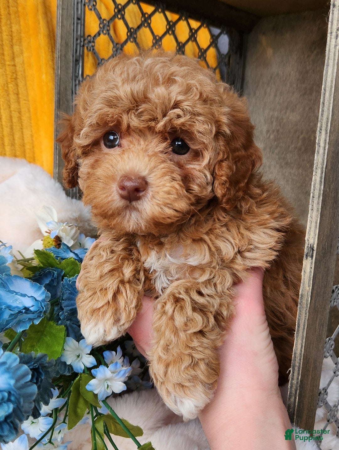 Toy Poodle dogs for sale: Penny - Ad 3